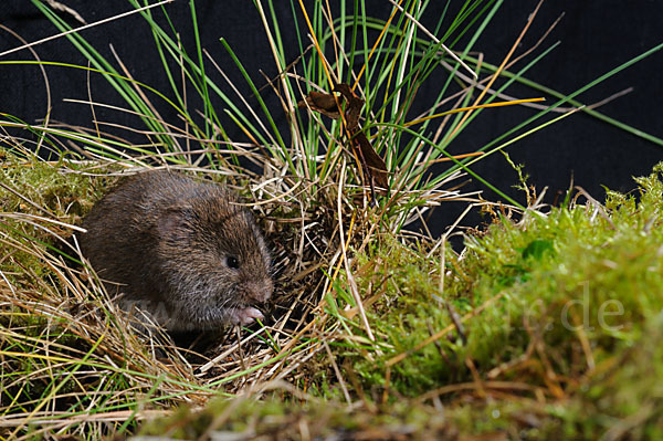 Erdmaus (Microtus agrestis)