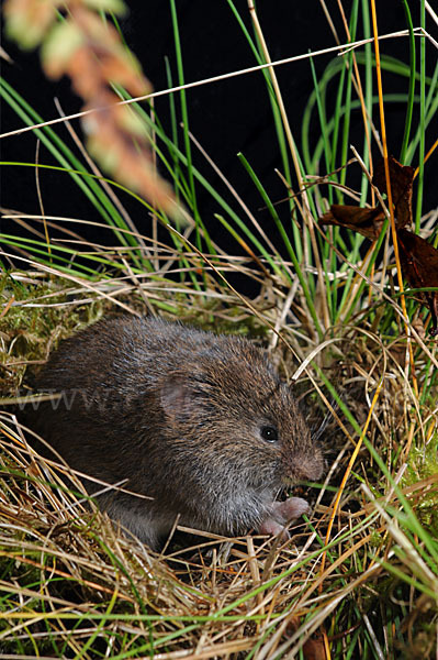 Erdmaus (Microtus agrestis)