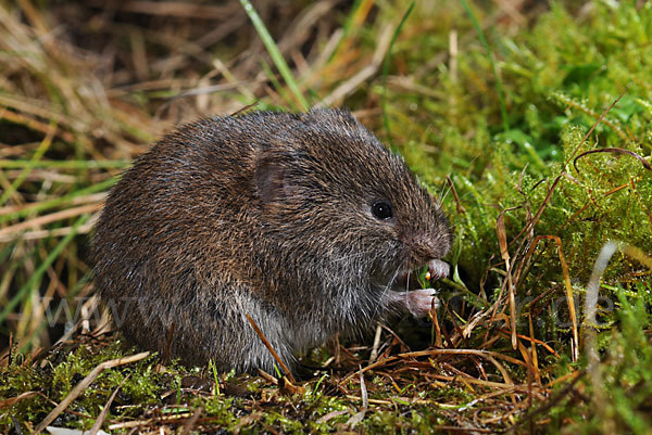 Erdmaus (Microtus agrestis)