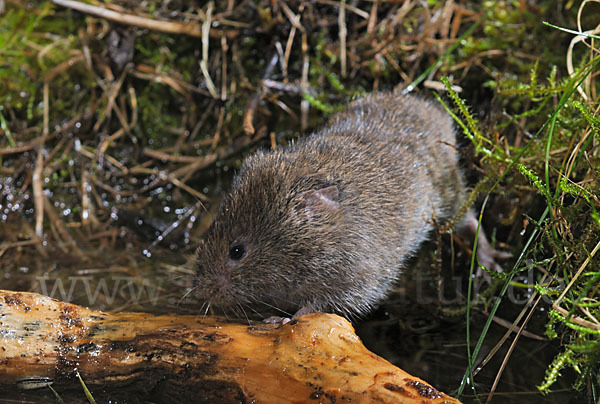 Erdmaus (Microtus agrestis)