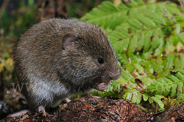 Erdmaus (Microtus agrestis)