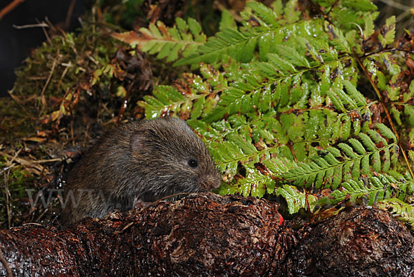 Erdmaus (Microtus agrestis)