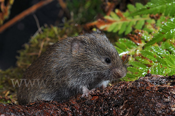 Erdmaus (Microtus agrestis)