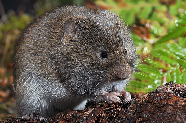 Erdmaus (Microtus agrestis)