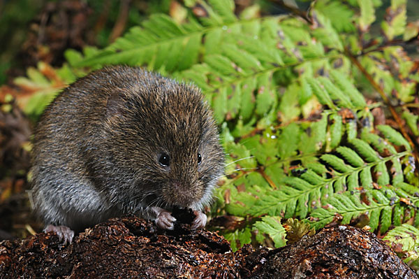 Erdmaus (Microtus agrestis)