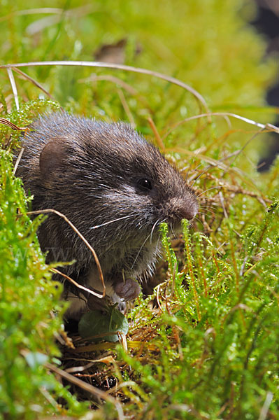 Erdmaus (Microtus agrestis)