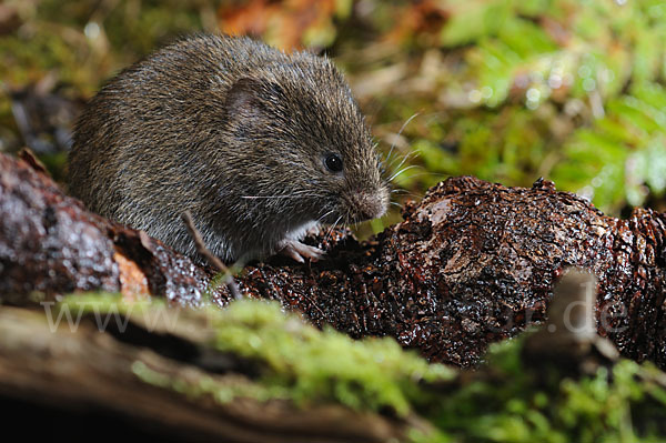 Erdmaus (Microtus agrestis)