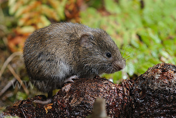 Erdmaus (Microtus agrestis)