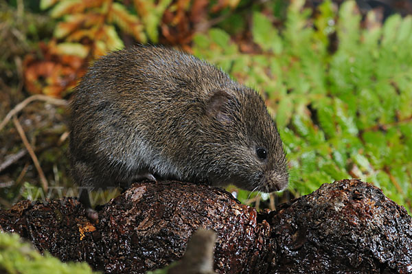 Erdmaus (Microtus agrestis)