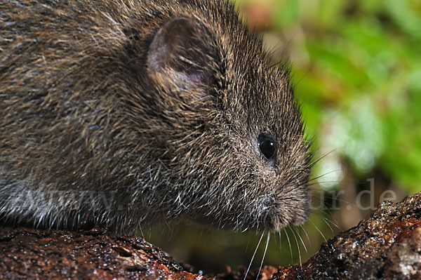 Erdmaus (Microtus agrestis)