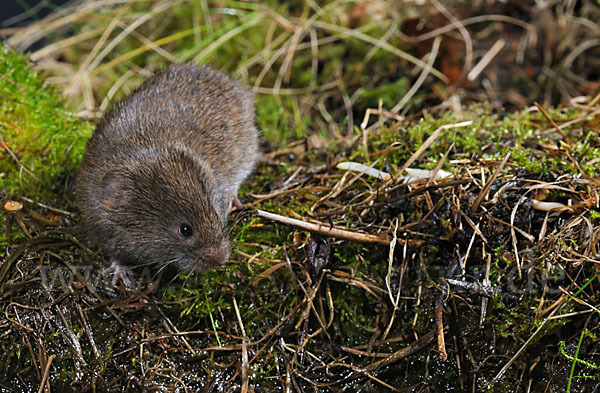 Erdmaus (Microtus agrestis)