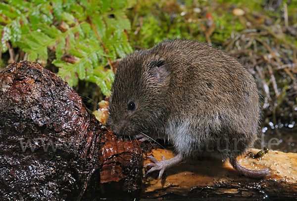 Erdmaus (Microtus agrestis)