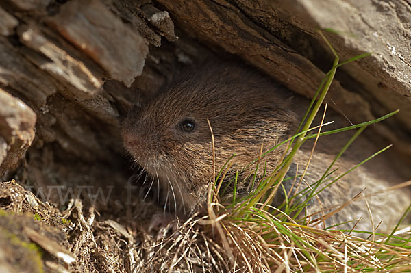 Erdmaus (Microtus agrestis)