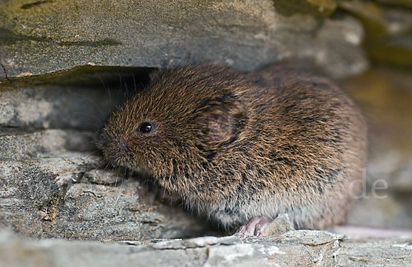 Erdmaus (Microtus agrestis)