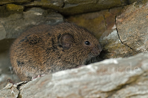 Erdmaus (Microtus agrestis)