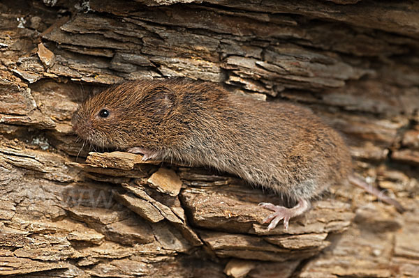 Erdmaus (Microtus agrestis)