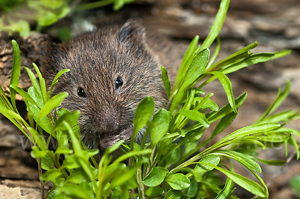 Erdmaus (Microtus agrestis)