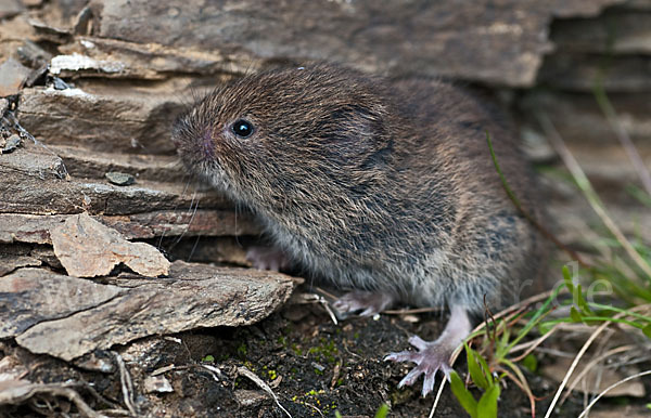 Erdmaus (Microtus agrestis)