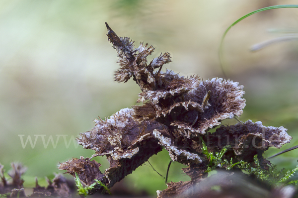 Erdwarzenpilz (Thelephora terrestris)