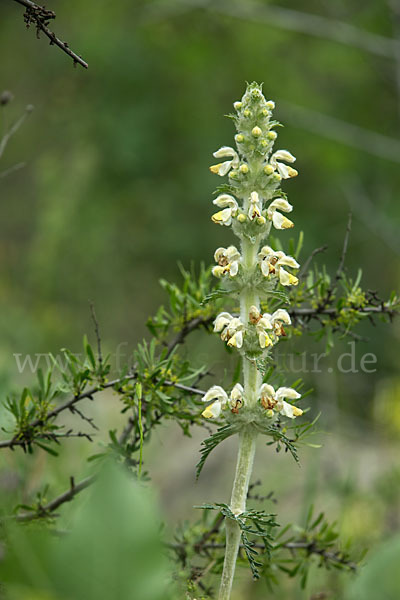 Eremostachys (Eremostachys spec.)