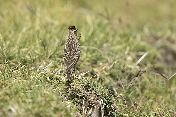 Erlangerlerche (Calandrella erlangeri)