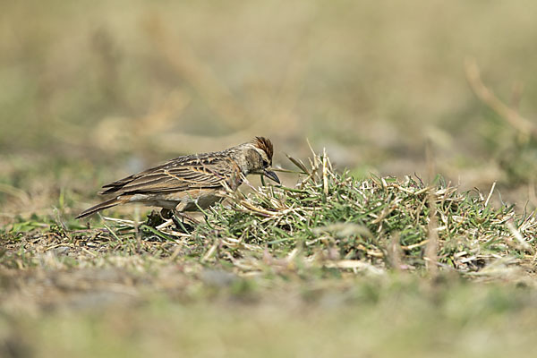 Erlangerlerche (Calandrella erlangeri)