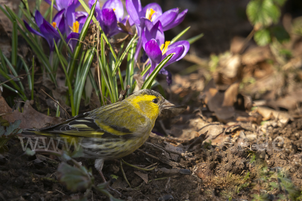 Erlenzeisig (Carduelis spinus)