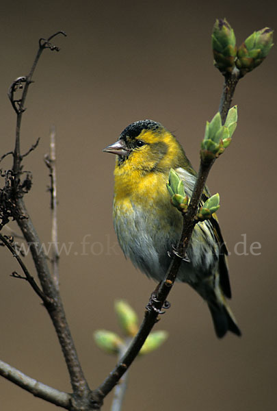 Erlenzeisig (Carduelis spinus)