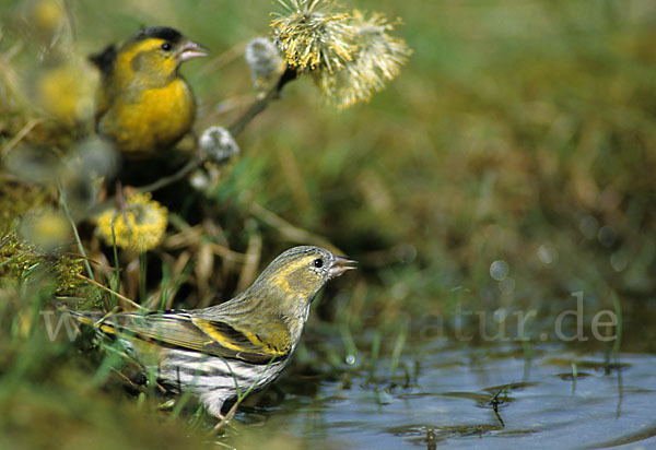 Erlenzeisig (Carduelis spinus)