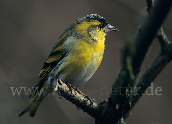 Erlenzeisig (Carduelis spinus)