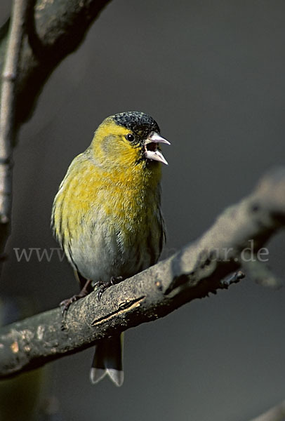 Erlenzeisig (Carduelis spinus)