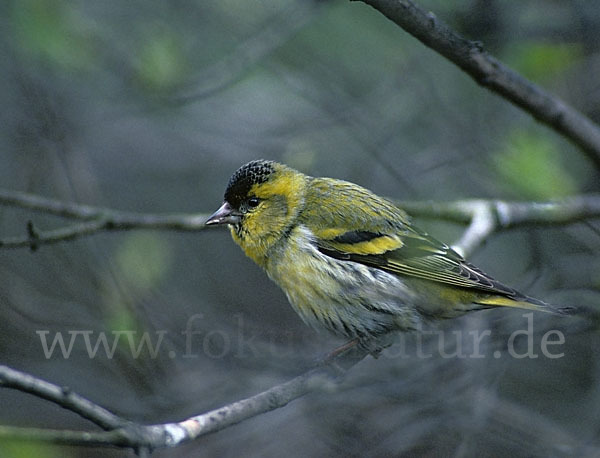 Erlenzeisig (Carduelis spinus)