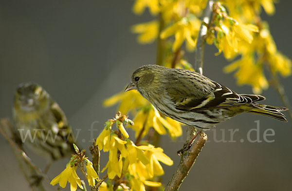 Erlenzeisig (Carduelis spinus)