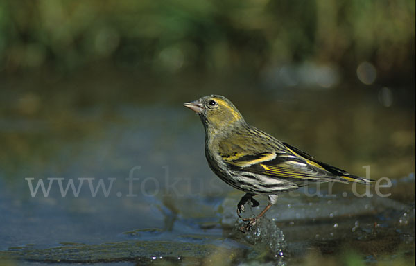 Erlenzeisig (Carduelis spinus)