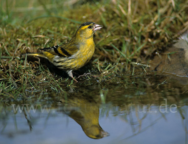 Erlenzeisig (Carduelis spinus)