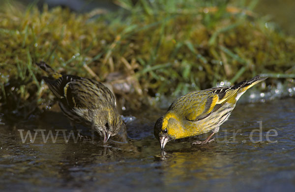 Erlenzeisig (Carduelis spinus)