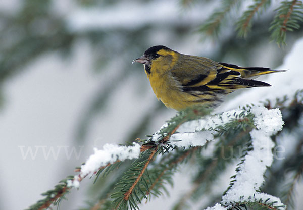 Erlenzeisig (Carduelis spinus)