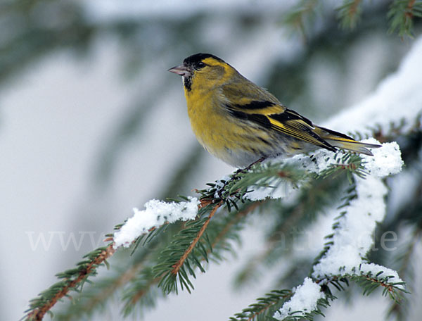 Erlenzeisig (Carduelis spinus)