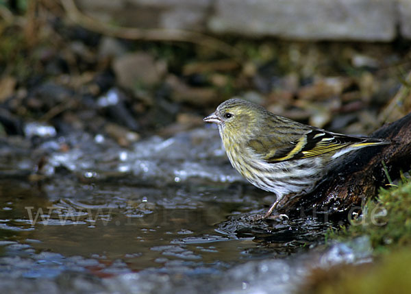 Erlenzeisig (Carduelis spinus)