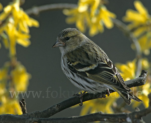 Erlenzeisig (Carduelis spinus)