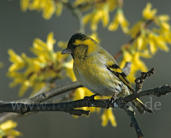 Erlenzeisig (Carduelis spinus)