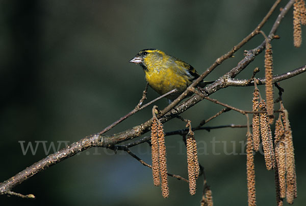 Erlenzeisig (Carduelis spinus)