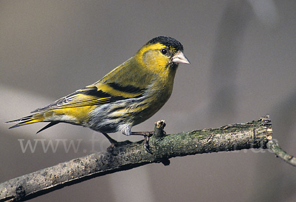 Erlenzeisig (Carduelis spinus)