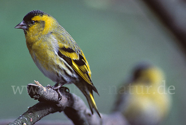 Erlenzeisig (Carduelis spinus)