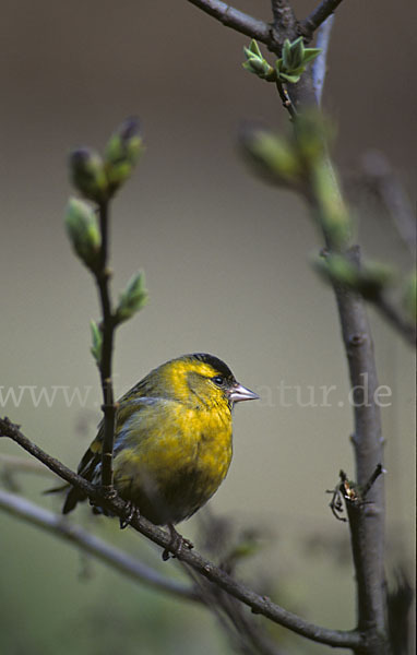 Erlenzeisig (Carduelis spinus)