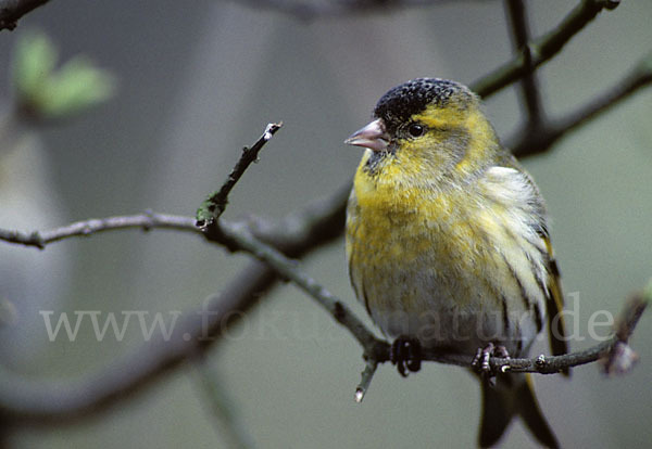 Erlenzeisig (Carduelis spinus)