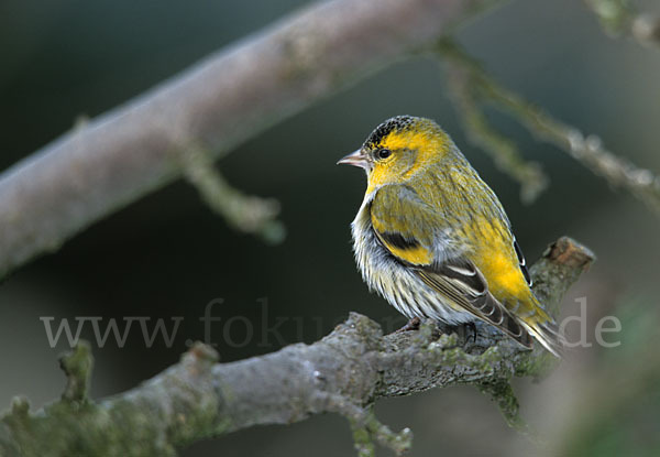 Erlenzeisig (Carduelis spinus)