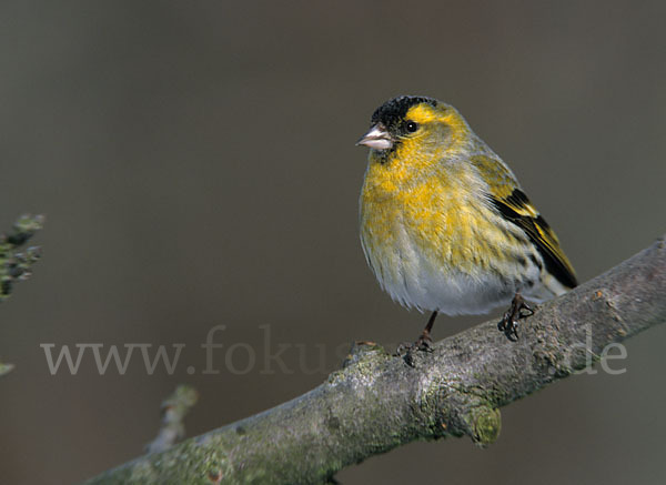 Erlenzeisig (Carduelis spinus)