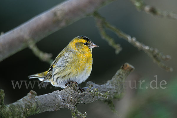 Erlenzeisig (Carduelis spinus)