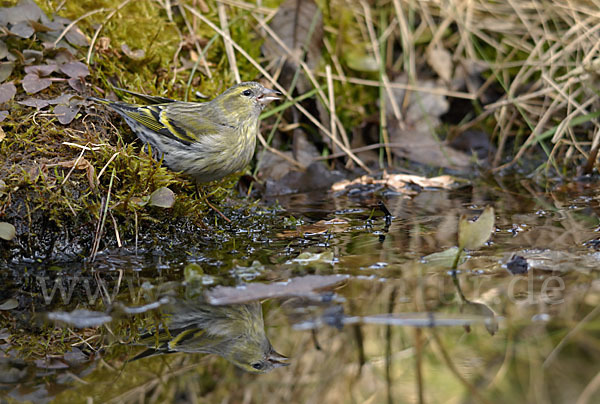 Erlenzeisig (Carduelis spinus)